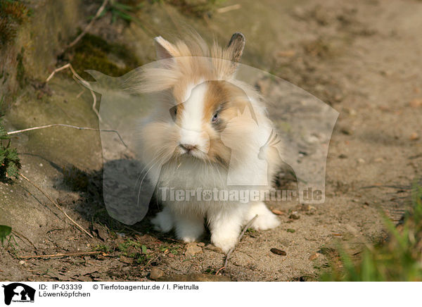 Lwenkpfchen / lion-headed rabbit / IP-03339