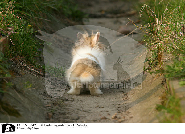 Lwenkpfchen / lion-headed rabbit / IP-03342