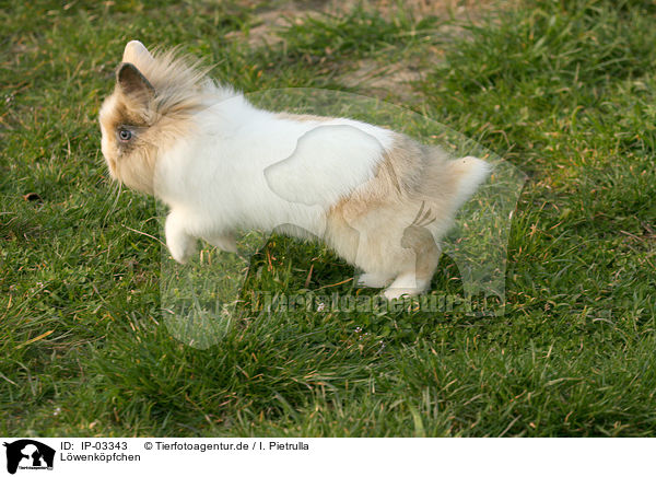 Lwenkpfchen / IP-03343