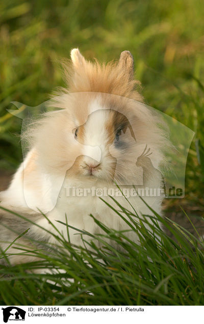 Lwenkpfchen / lion-headed rabbit / IP-03354