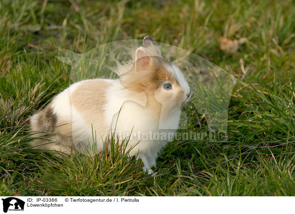 Lwenkpfchen / lion-headed rabbit / IP-03366