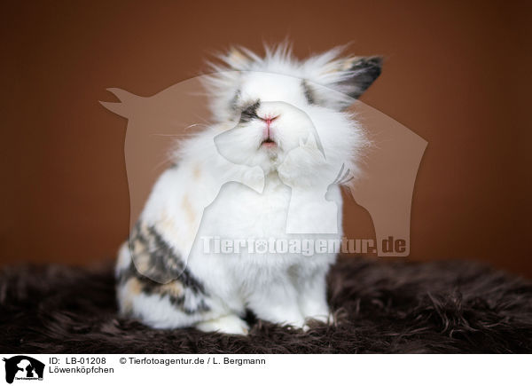 Lwenkpfchen / Lion-headed Rabbit / LB-01208