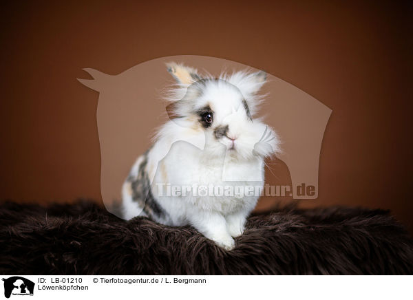 Lwenkpfchen / Lion-headed Rabbit / LB-01210