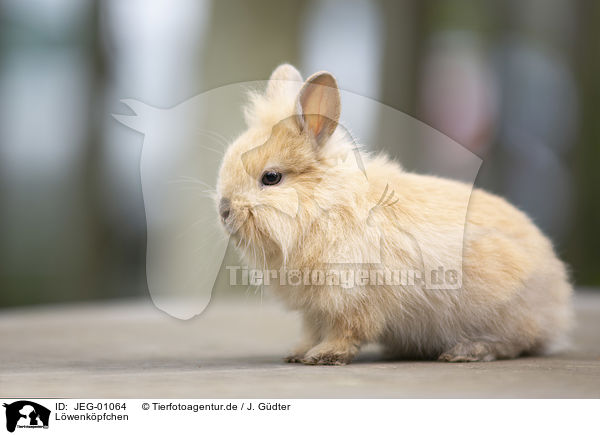 Lwenkpfchen / lion-headed rabbit / JEG-01064