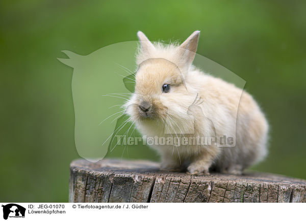Lwenkpfchen / lion-headed rabbit / JEG-01070