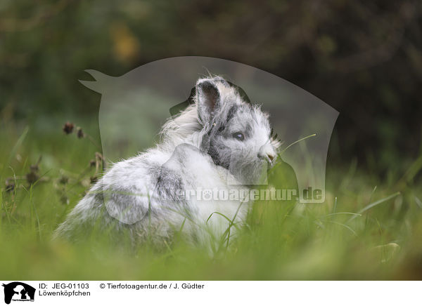 Lwenkpfchen / lion-headed rabbit / JEG-01103