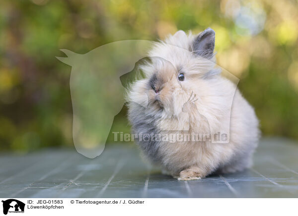 Lwenkpfchen / Lion-headed Rabbit / JEG-01583