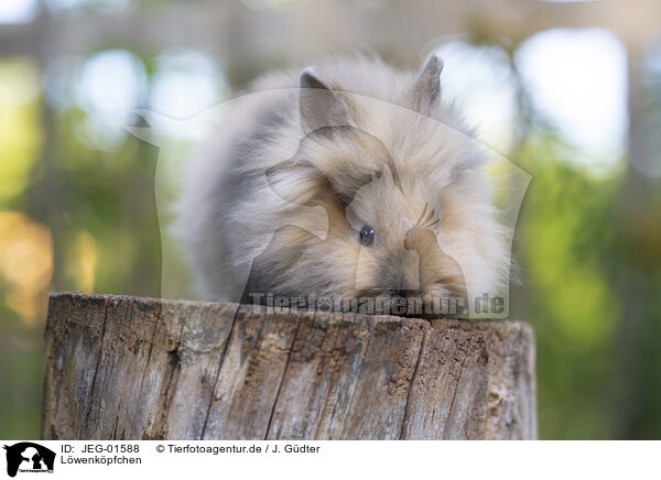 Lwenkpfchen / Lion-headed Rabbit / JEG-01588