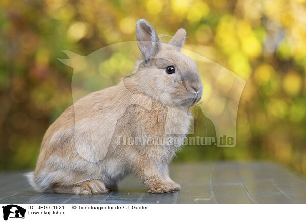 Lwenkpfchen / Lion-headed Rabbit / JEG-01621