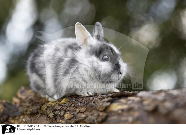 L�wenk�pfchen / JEG-01751