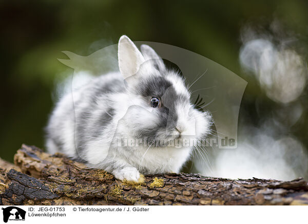 Lwenkpfchen / lion-headed rabbit / JEG-01753