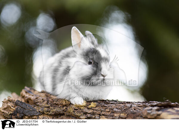 Lwenkpfchen / lion-headed rabbit / JEG-01754