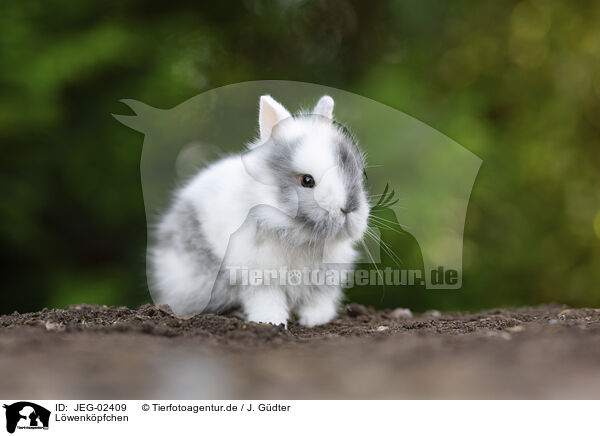 Lwenkpfchen / lion-headed rabbit / JEG-02409