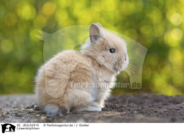 Lwenkpfchen / lion-headed rabbit / JEG-02410