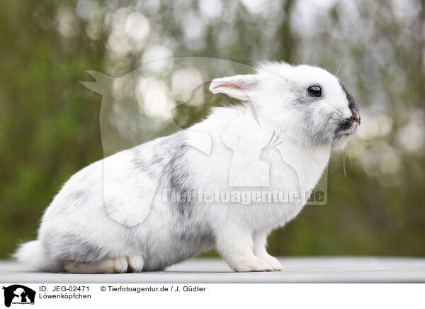 Lwenkpfchen / lion-headed rabbit / JEG-02471