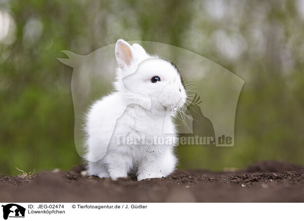 Lwenkpfchen / lion-headed rabbit / JEG-02474