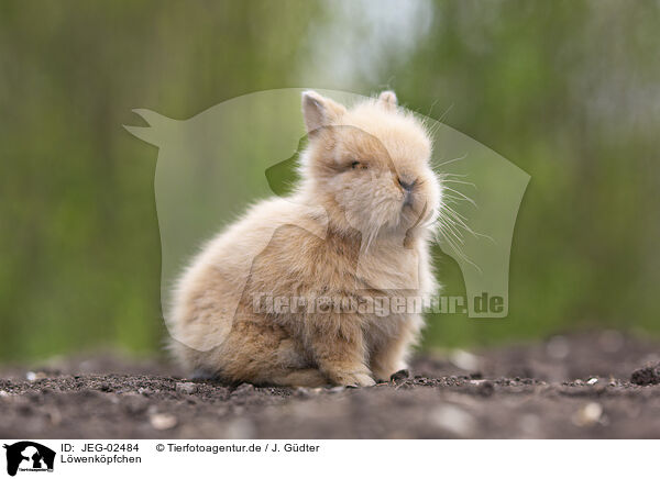 Lwenkpfchen / lion-headed rabbit / JEG-02484