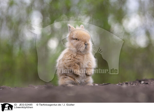 Lwenkpfchen / lion-headed rabbit / JEG-02485