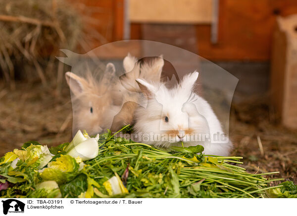 Lwenkpfchen / lion-headed rabbit / TBA-03191