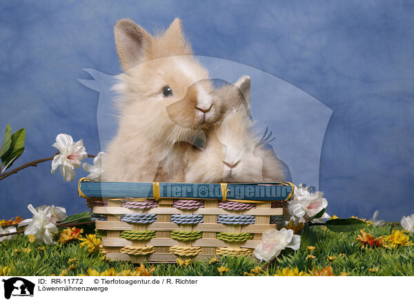 Lwenmhnenzwerge / pygmy bunnys / RR-11772
