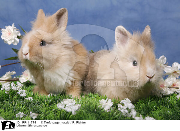 Lwenmhnenzwerge / pygmy bunnys / RR-11774