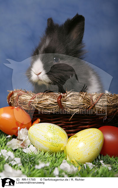 Lwenmhnenzwerg / pygmy bunny / RR-11785