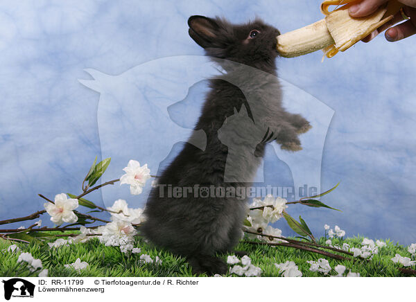 Lwenmhnenzwerg / pygmy bunny / RR-11799