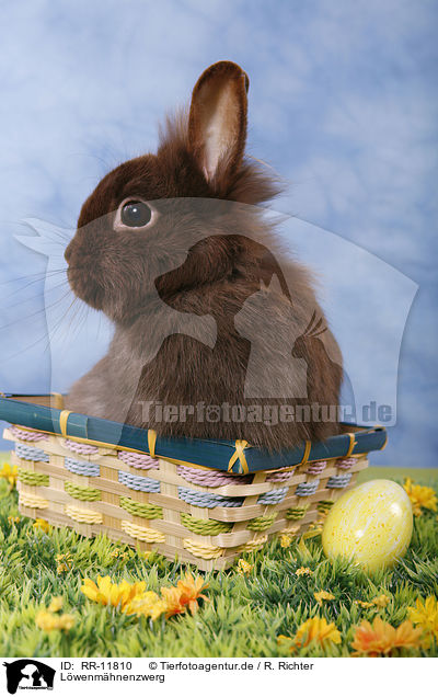 L�wenm�hnenzwerg / pygmy bunny / RR-11810
