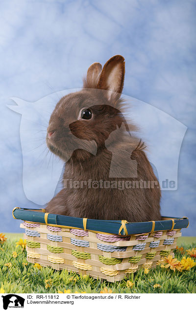 L�wenm�hnenzwerg / pygmy bunny / RR-11812
