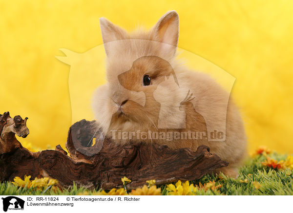 L�wenm�hnenzwerg / pygmy bunny / RR-11824