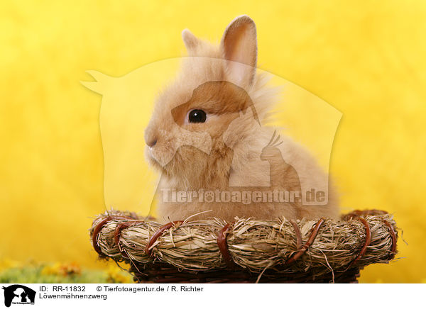 Lwenmhnenzwerg / pygmy bunny / RR-11832