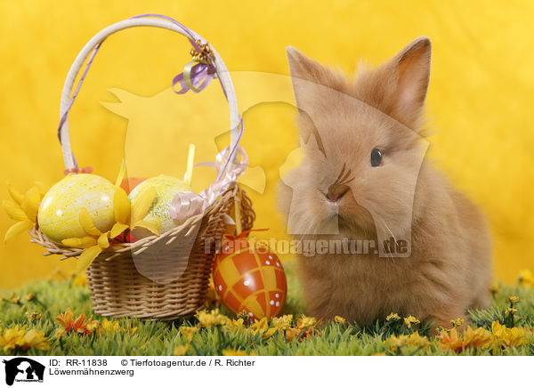 L�wenm�hnenzwerg / pygmy bunny / RR-11838