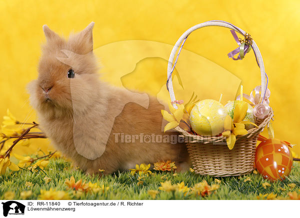 Lwenmhnenzwerg / pygmy bunny / RR-11840