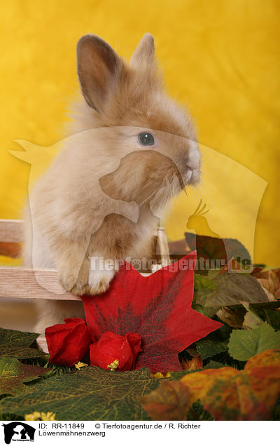 L�wenm�hnenzwerg / pygmy bunny / RR-11849