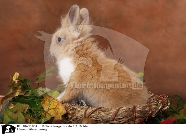 L�wenm�hnenzwerg / pygmy bunny / RR-11854