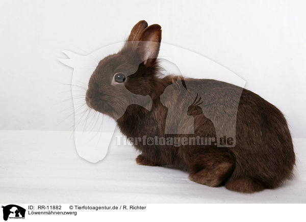 Lwenmhnenzwerg / pygmy bunny / RR-11882