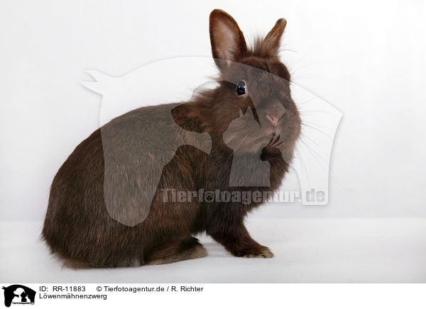 Lwenmhnenzwerg / pygmy bunny / RR-11883