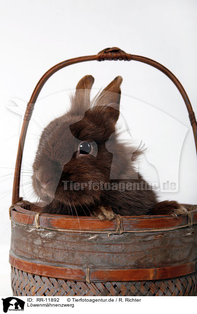 L�wenm�hnenzwerg / pygmy bunny / RR-11892