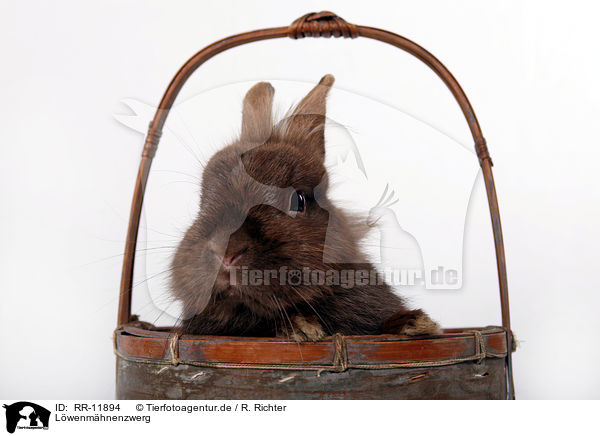L�wenm�hnenzwerg / RR-11894