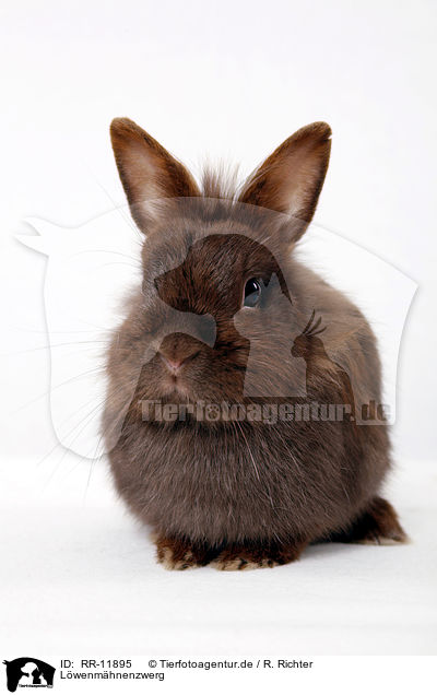 L�wenm�hnenzwerg / pygmy bunny / RR-11895