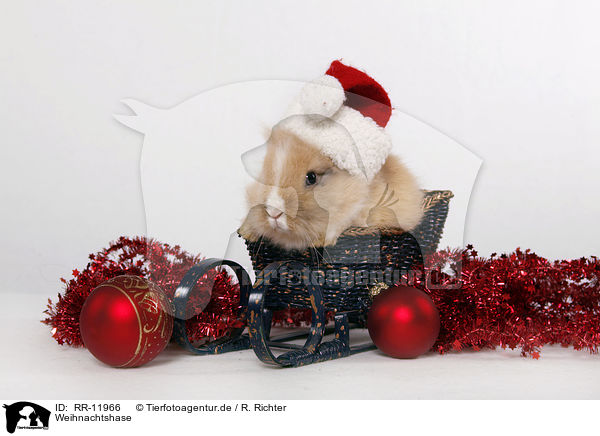 Weihnachtshase / christmas Bunny / RR-11966
