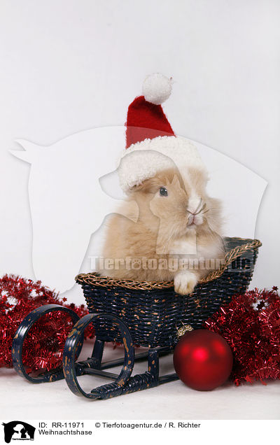 Weihnachtshase / christmas Bunny / RR-11971