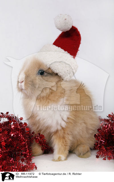 Weihnachtshase / christmas Bunny / RR-11972