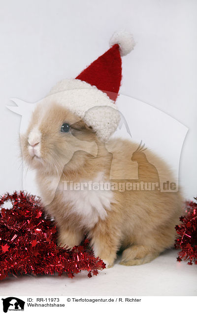Weihnachtshase / christmas Bunny / RR-11973