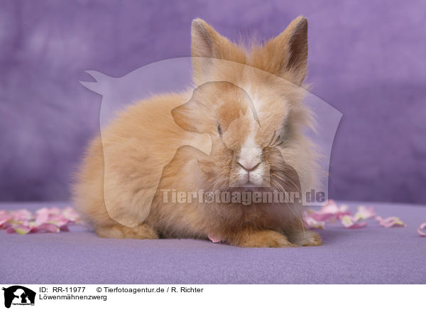 Lwenmhnenzwerg / pygmy bunny / RR-11977
