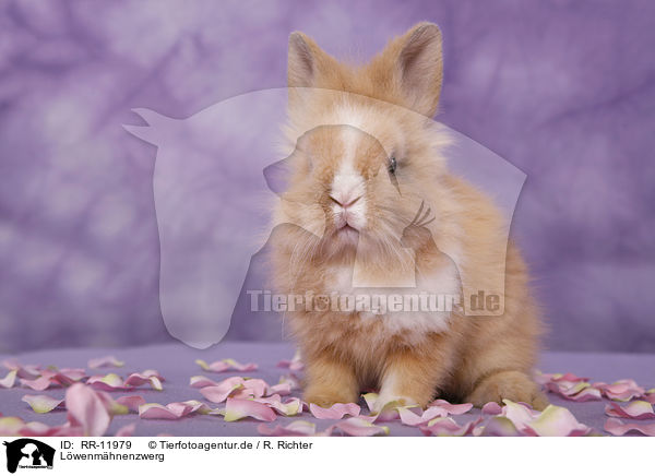 Lwenmhnenzwerg / pygmy bunny / RR-11979