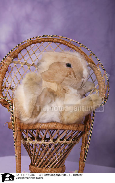 Lwenmhnenzwerg / pygmy bunny / RR-11986