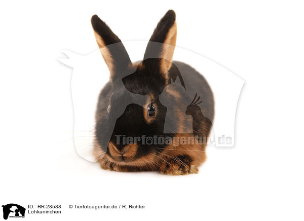 Lohkaninchen / tan rabbit / RR-28588