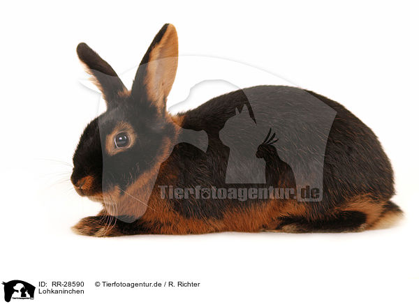 Lohkaninchen / tan rabbit / RR-28590