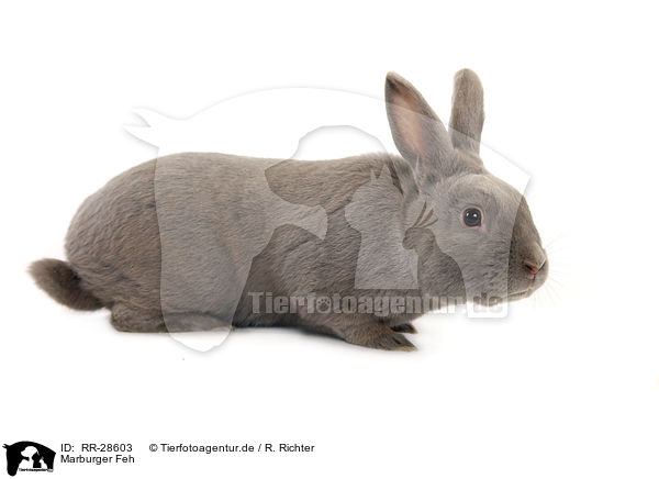 Marburger Feh / bunny / RR-28603